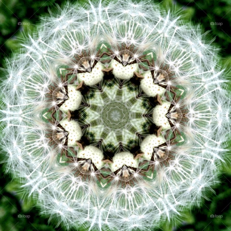 Dandelion mandala
