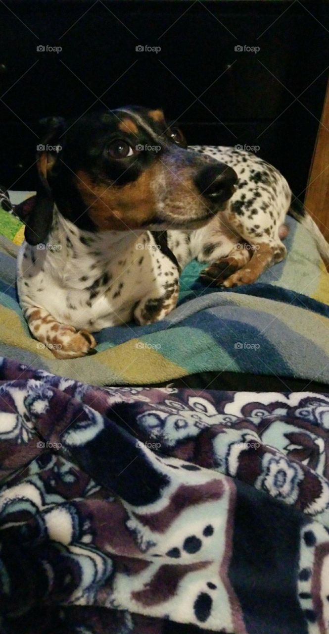 i didn't rip up the toilet paper i swear