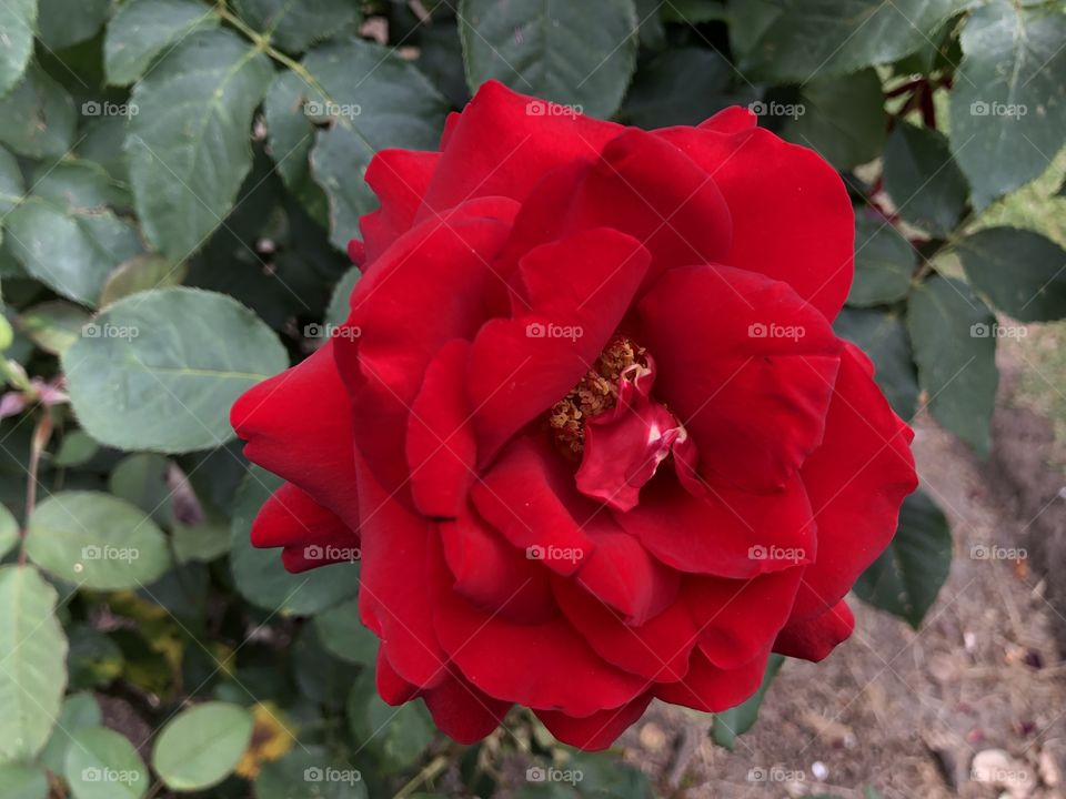 A very bright fulfilling red rose found in a park near where l live. Lovely because it’s radiant rose is so eye catching.