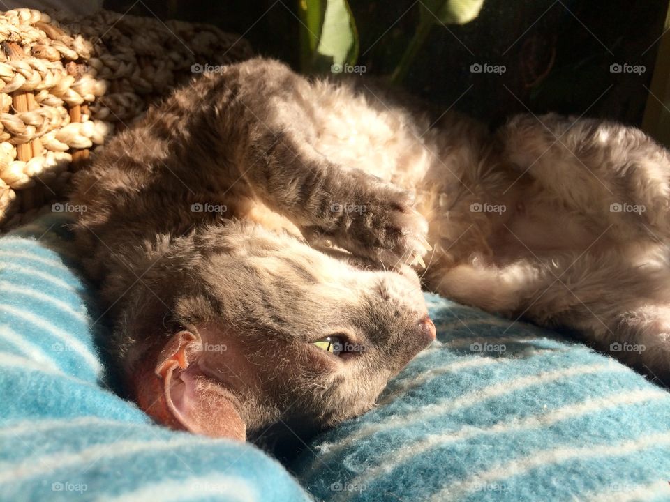 Chloé - Cornish Rex 