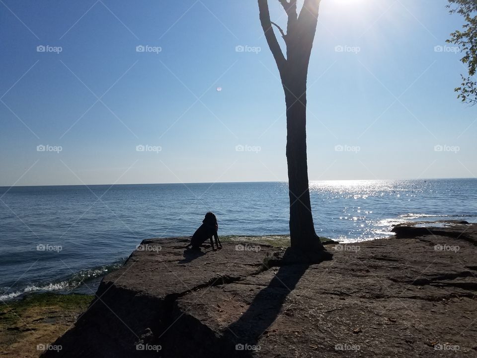 dog overlooking lake