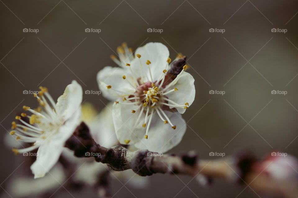 macro shot of blooming buds . spring concept