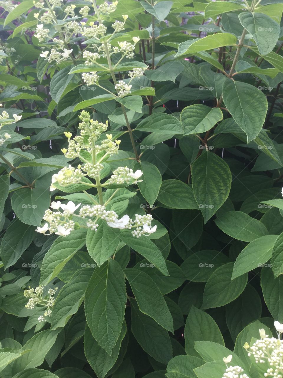 Flower, Leaf, Nature, Flora, No Person