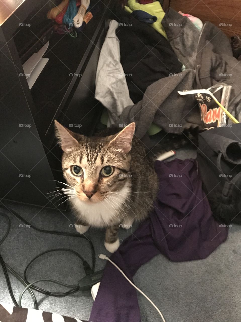 cat in messy room