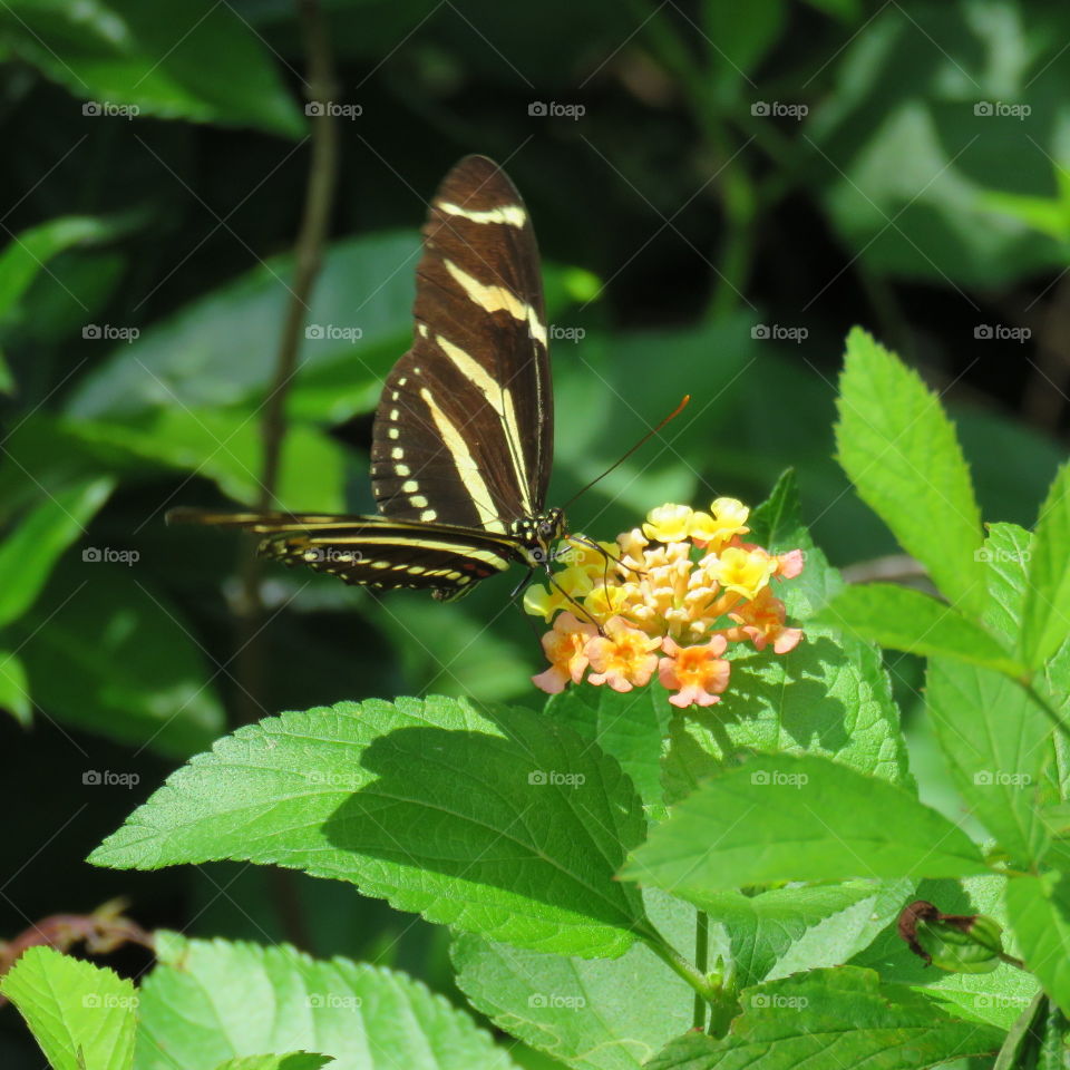 Zebra butterfly