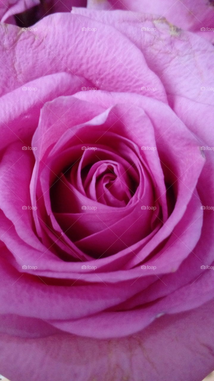 Close-up of Pink Rose