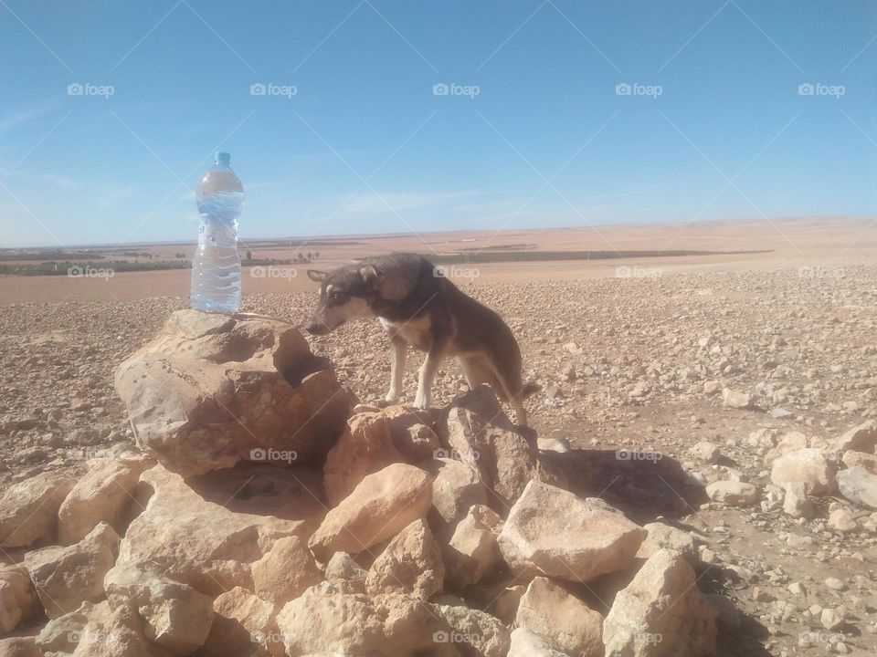 A dog tried to drink water in the bottle