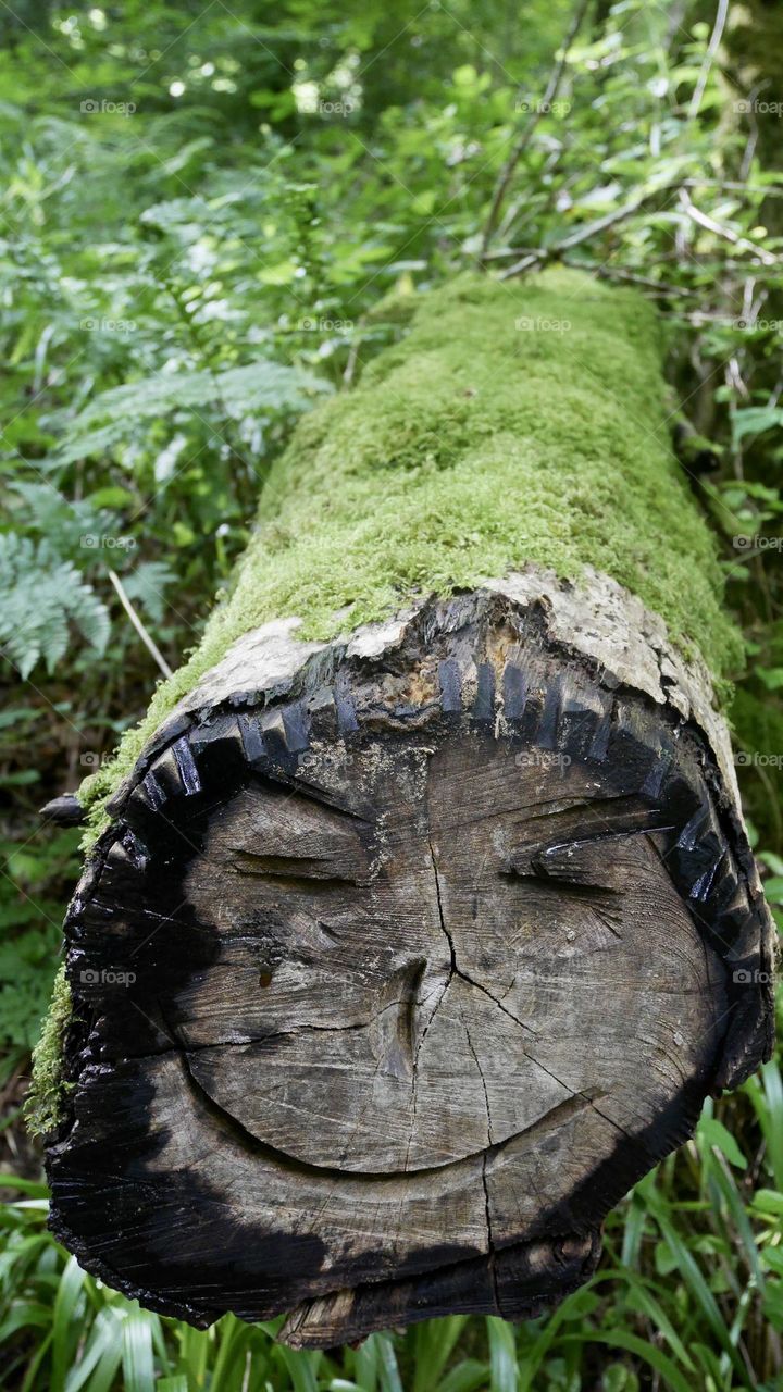 Faced log in the forest covered with moss