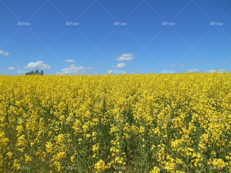 yellow rapeseed field blue sky background