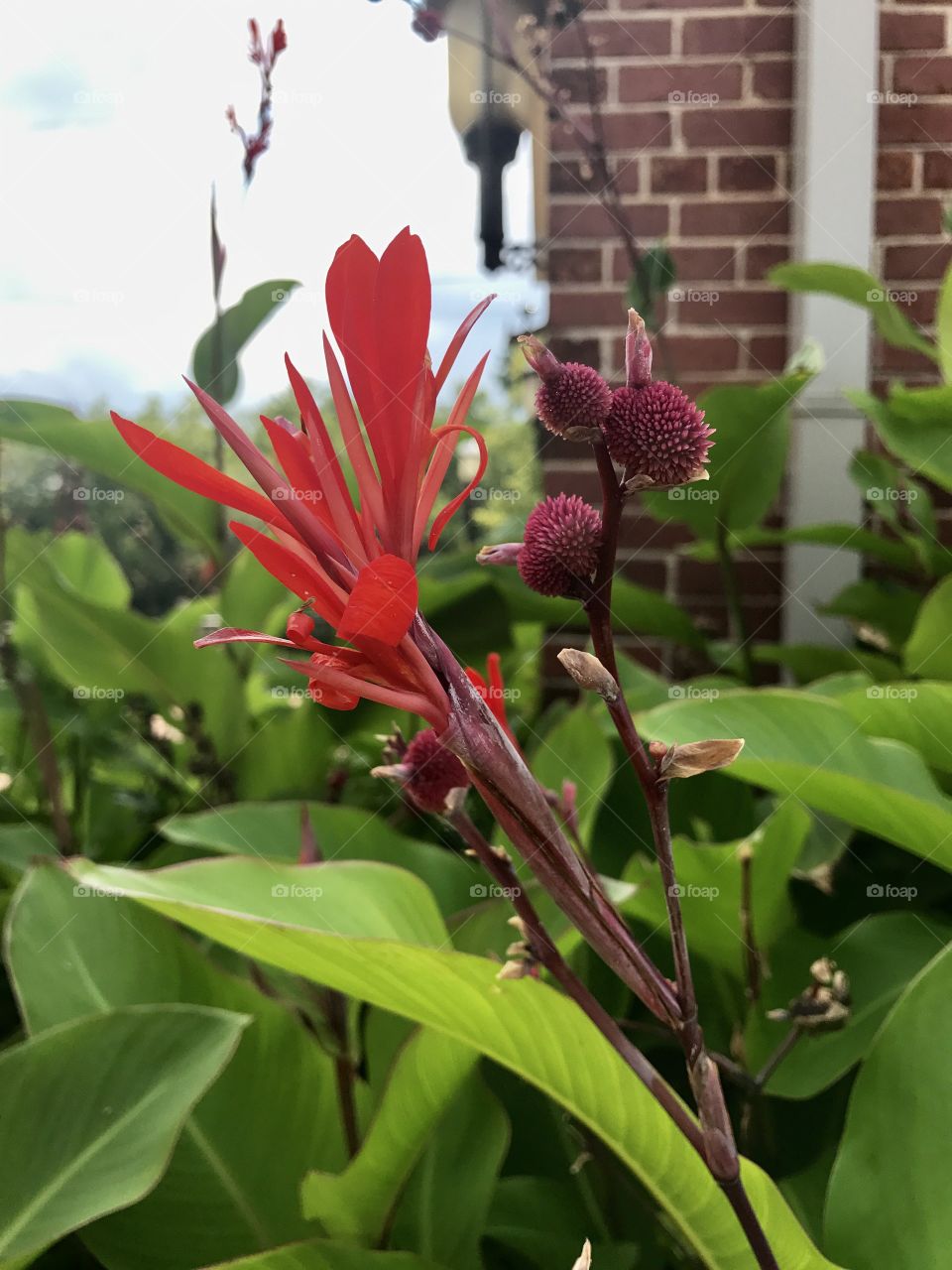 Red blooms