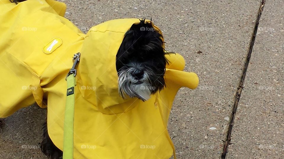 Little Yellow Riding Hood. Yellow Slicker