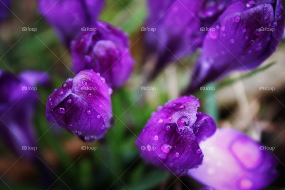 purple flowers