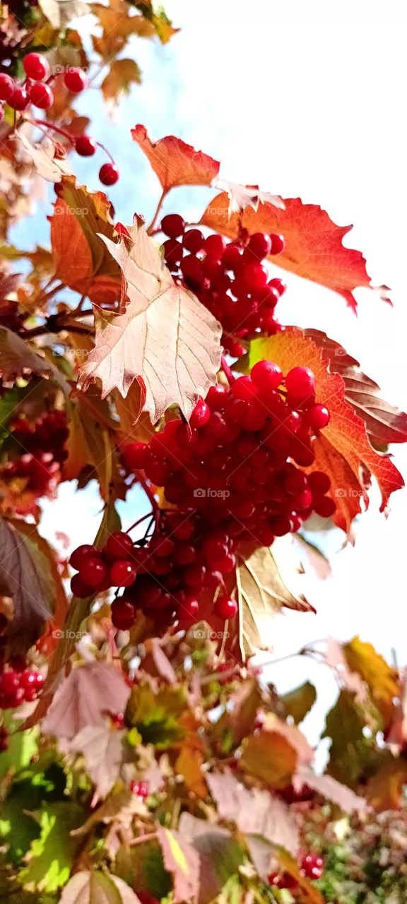 autumn