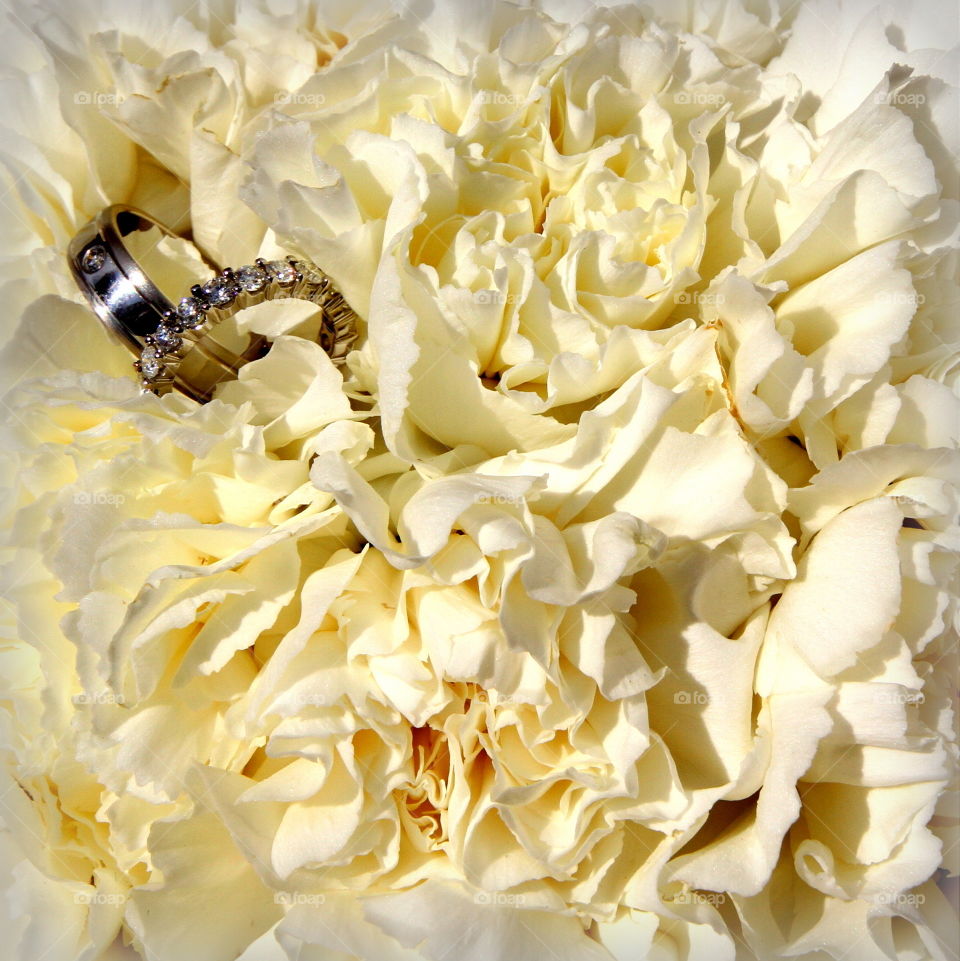 Flower, Nature, Wedding, Floral, No Person