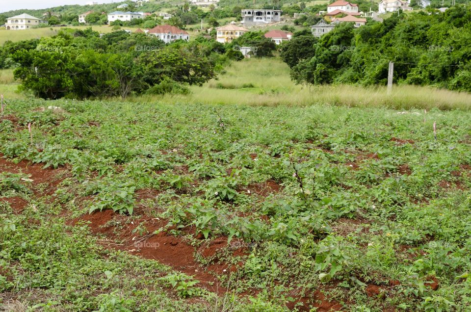 Sweet Potato Garden