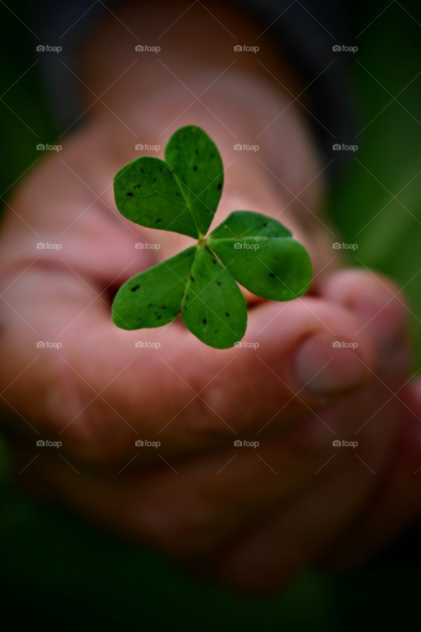 3-leaf clover