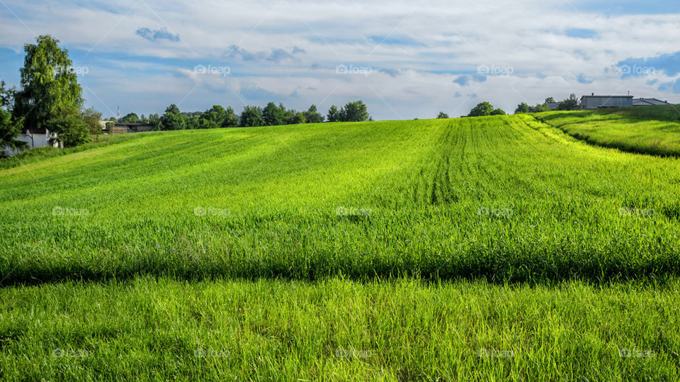 Green wheat field