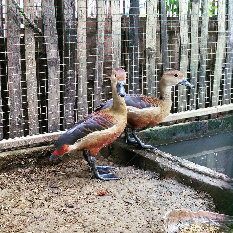 Two beautiful feathered ducks in a cage