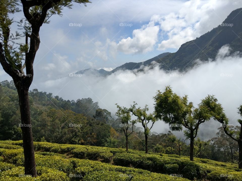 Tea Gardens in Nilgiri Mountains