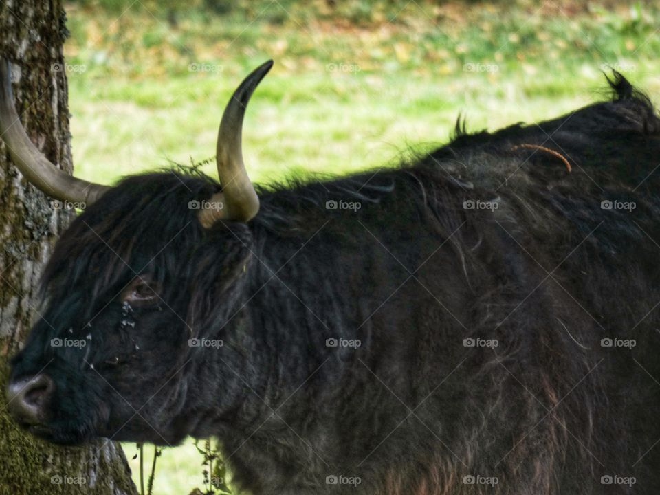 Black highland cow