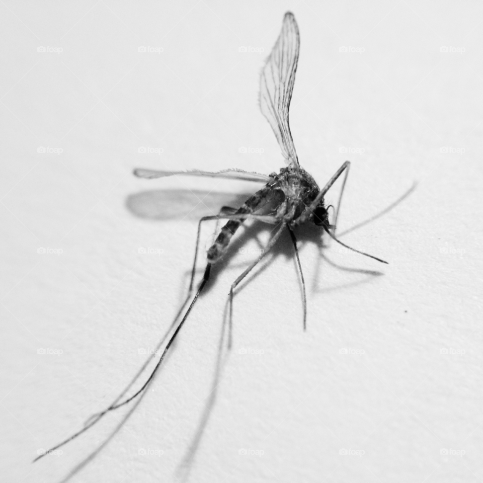 macro insect small mosquito by vintageseason