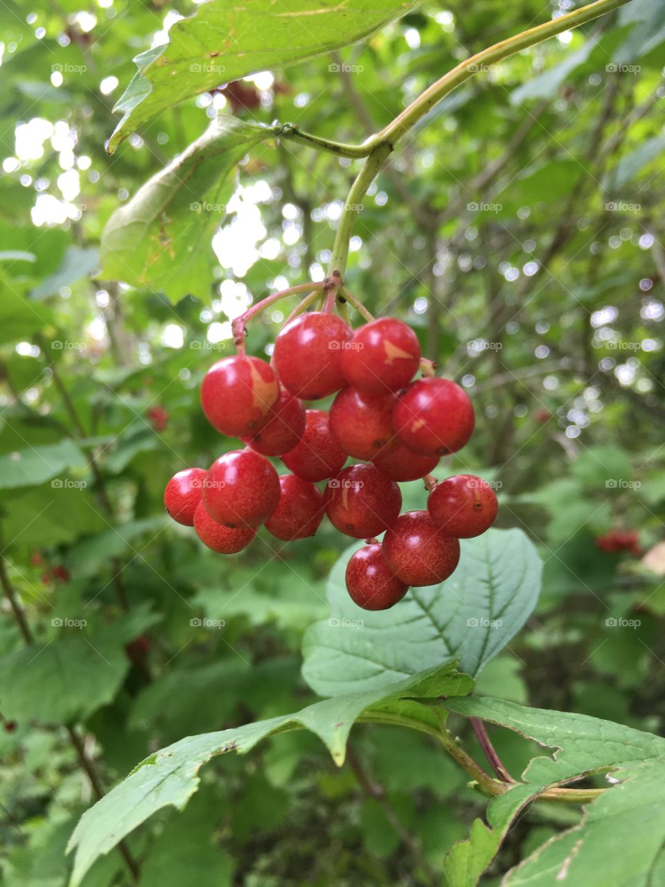 Shiny red berries found in the English Countryside- Berry nice!
