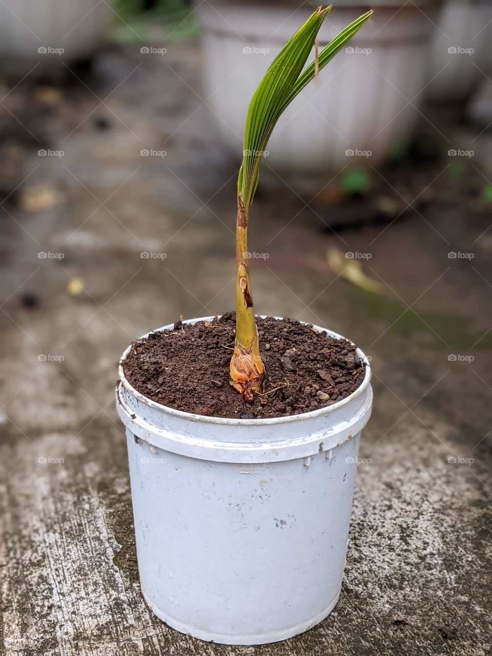 coconut plant🌴🥥👈😅