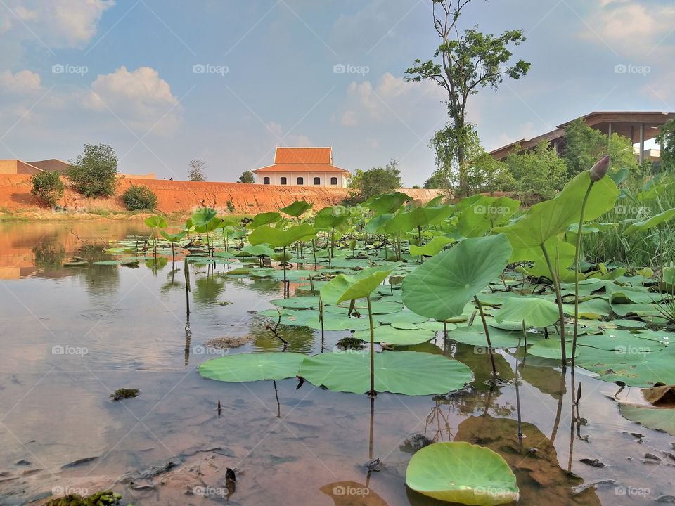 Lotus pond