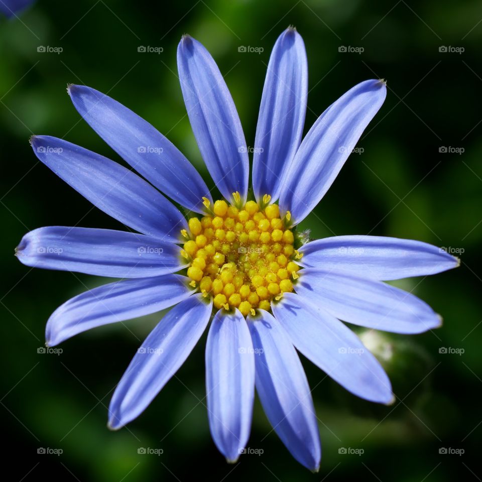 Blume hat erstes Blütenblatt verloren 