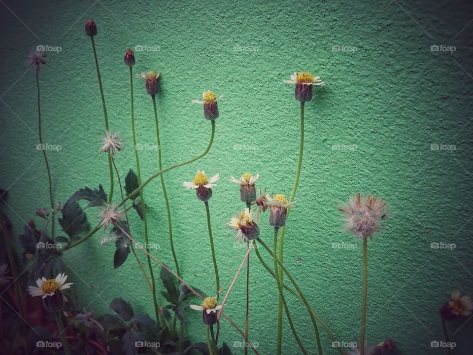 Grass flower in fence side