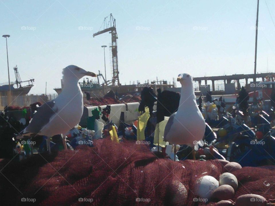 Two seagulls in harbour looking at camera  at essaouira city in Morocco.