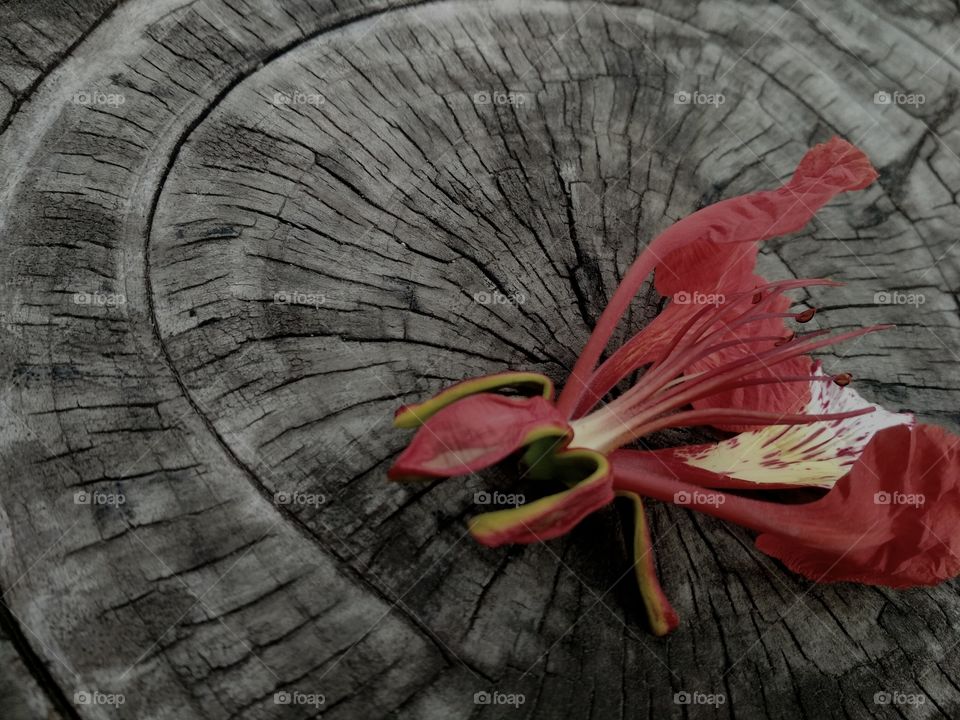 Red flower falling in the wood