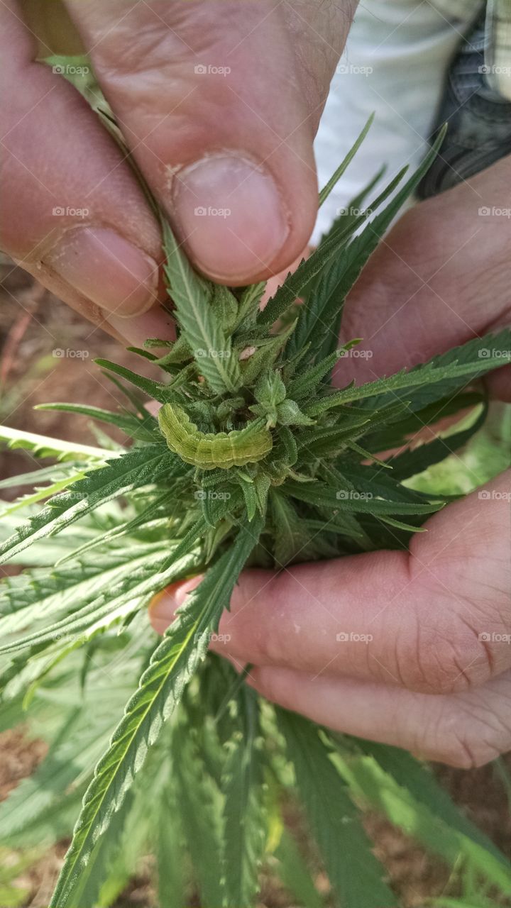 Cannabis Worm