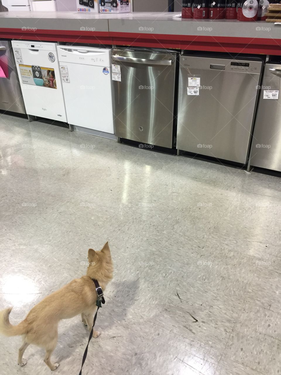 Appliances shopping with our chihuahua 