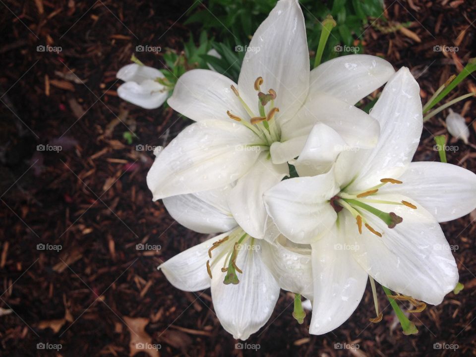 White delight. Michigan flower found in local park after lots of summer rain, beautiful 