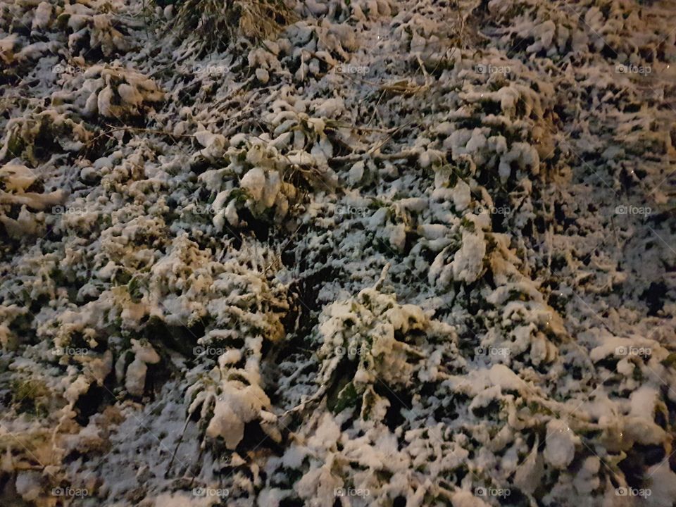 Snowfall on some bushes.