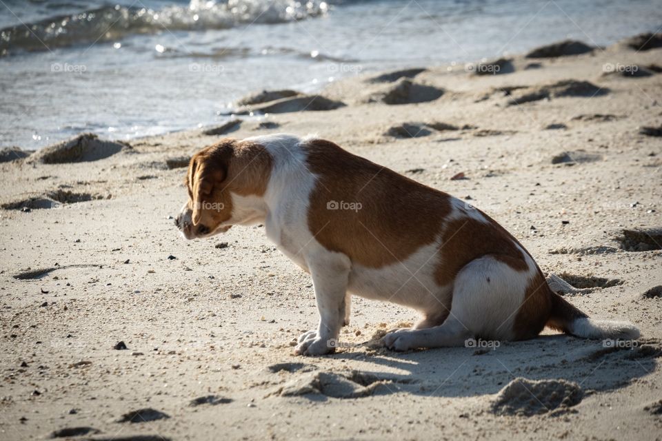 Dog sunbath in the morning at the beautiful beach ... Koh Lipe Thailand