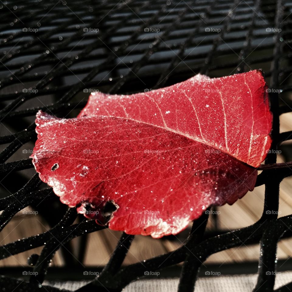 November Frosty Morning 