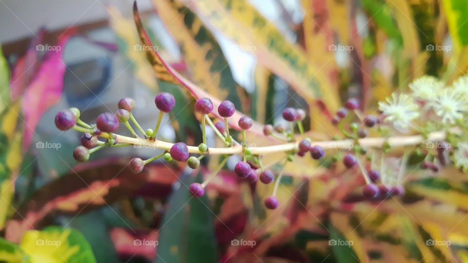 rare and expensive ornamental plants