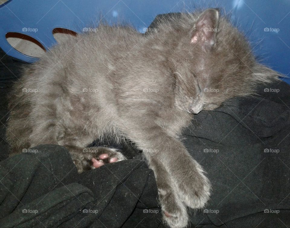 Fluffy grey kitten sound asleep