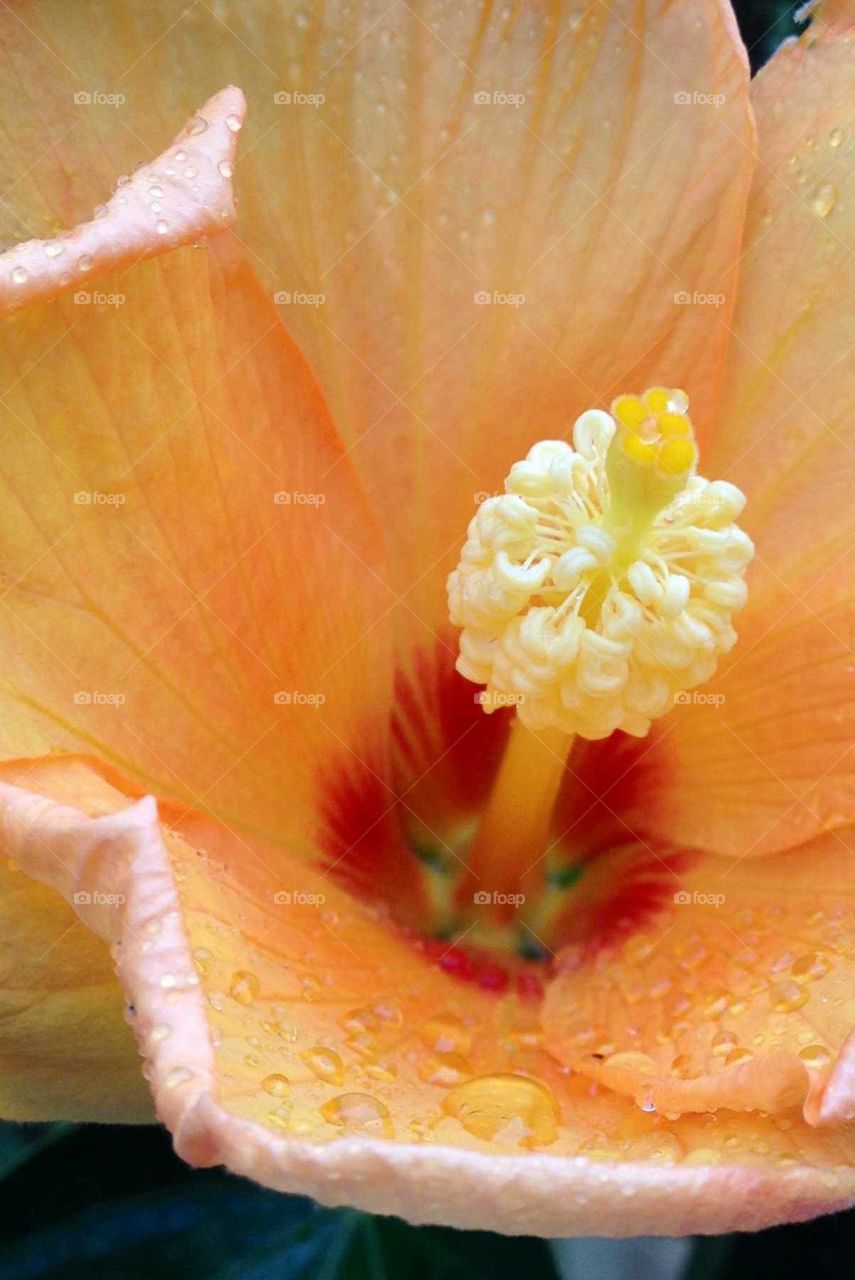 Macro, center of hibiscus opening.