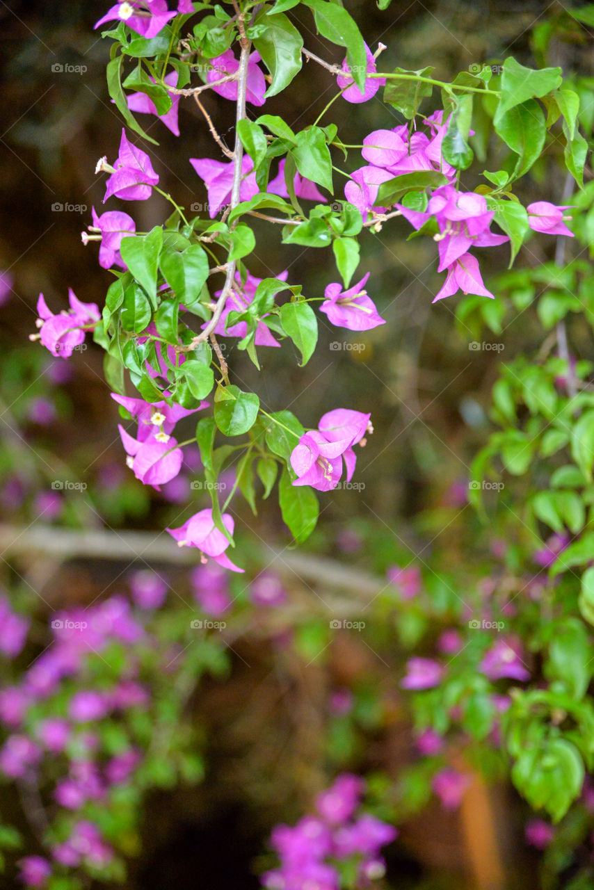 Close-up of flowers