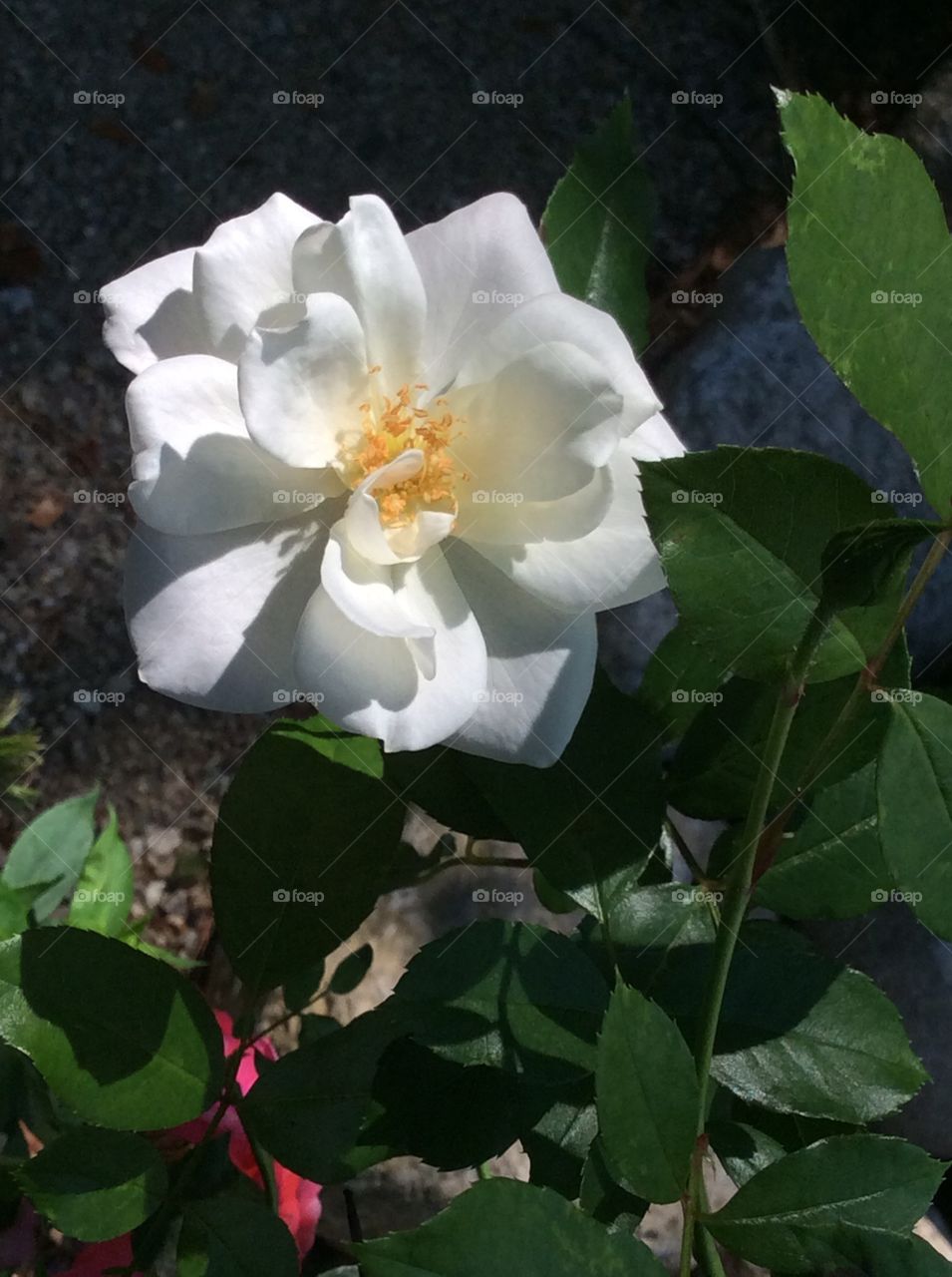 Tigah's White Rose. Our 15 year old cat passed on
Remembrance white rose bush