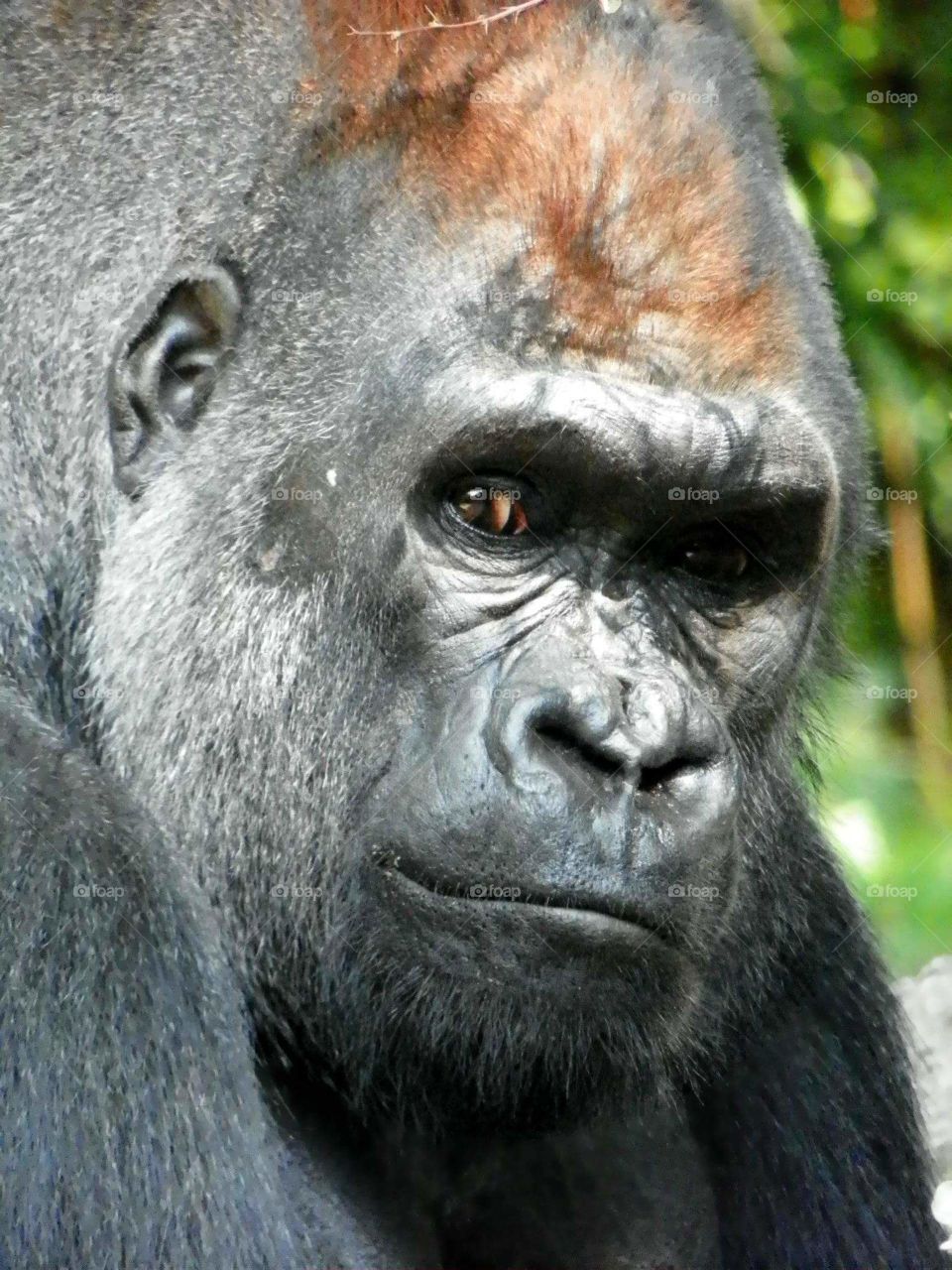Silverback Gorilla. Bronx Zoo