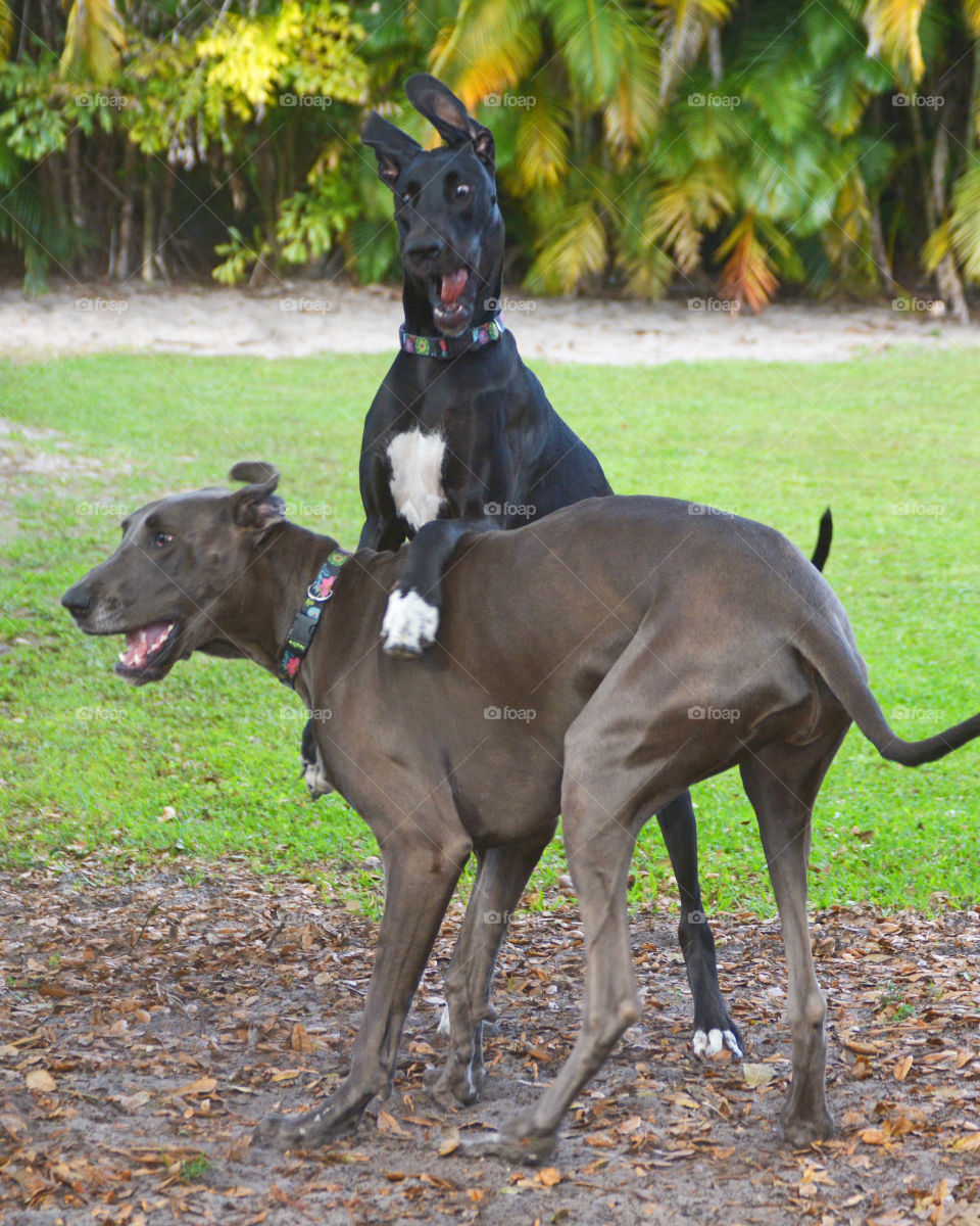 Goofy Dogs