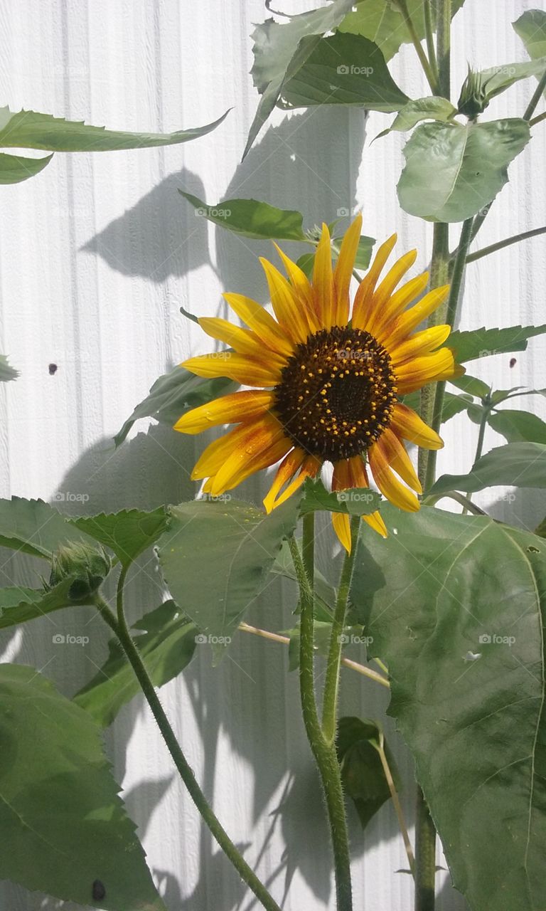 Sunflower. just beautiful