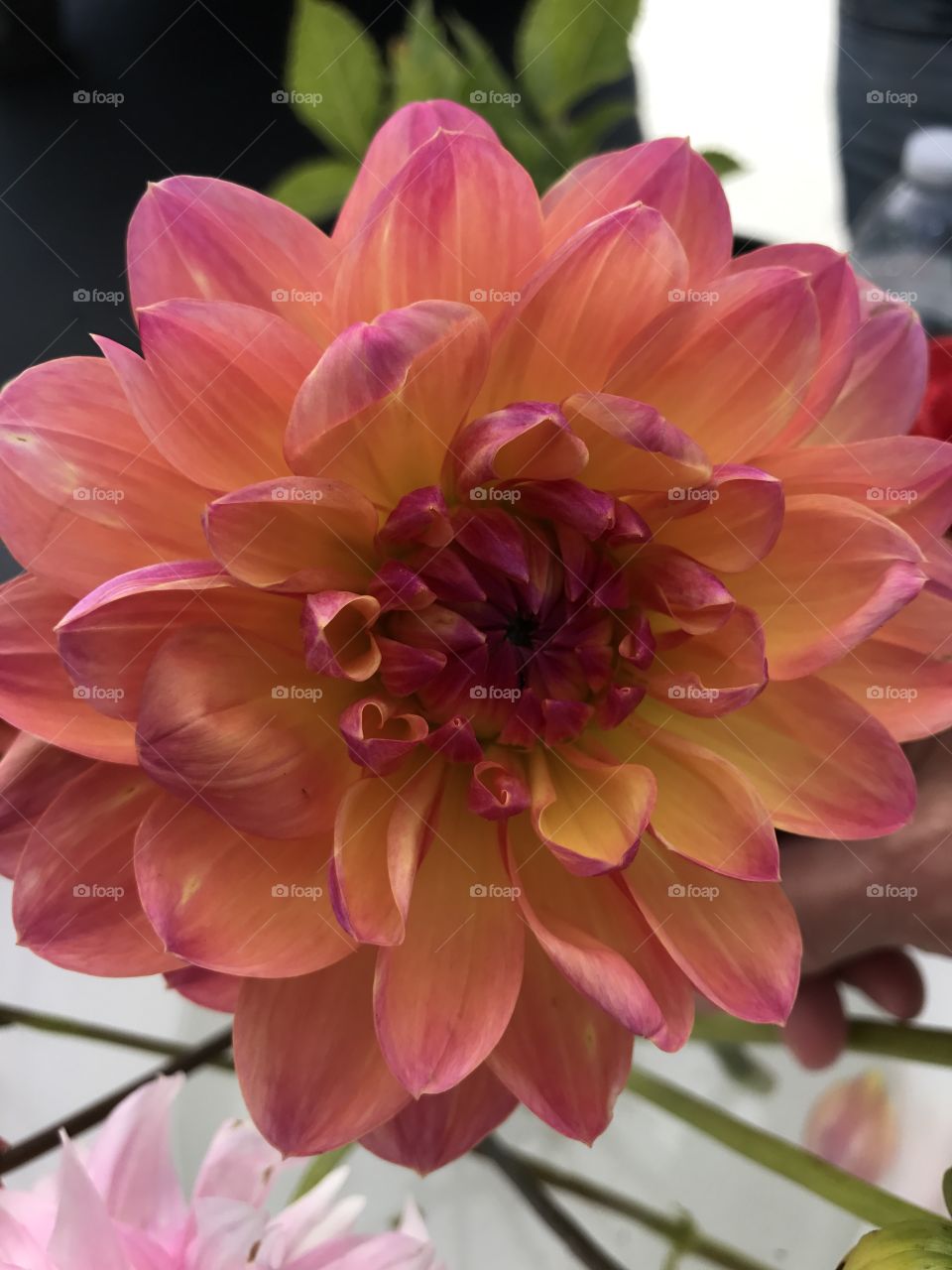 Pink dahlia