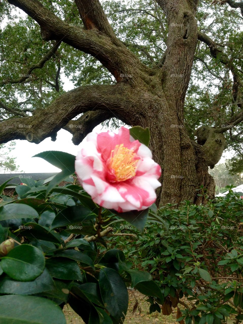 Winter bloom