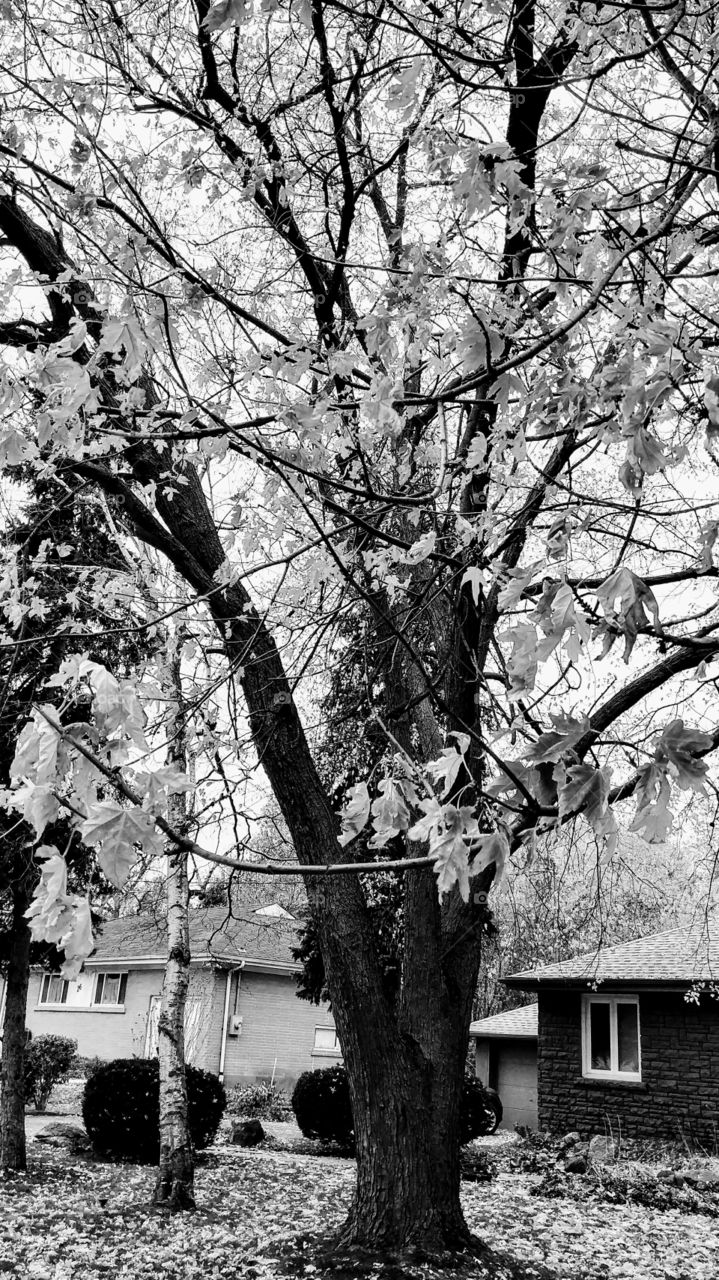 black and white fall season tree