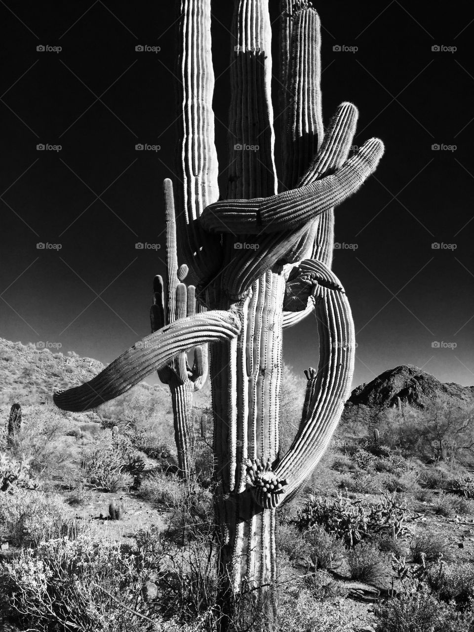 Twisted Saguaro. Saguaro in Arizona Desert